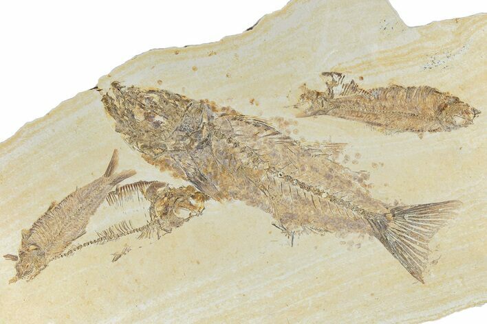 Multiple Fossil Fish (Mioplosus, Knightia & Diplomystus) Plate #307168